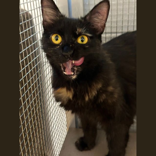 Photo of Honey