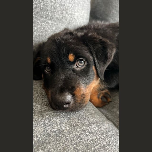 Photo of Mintie
