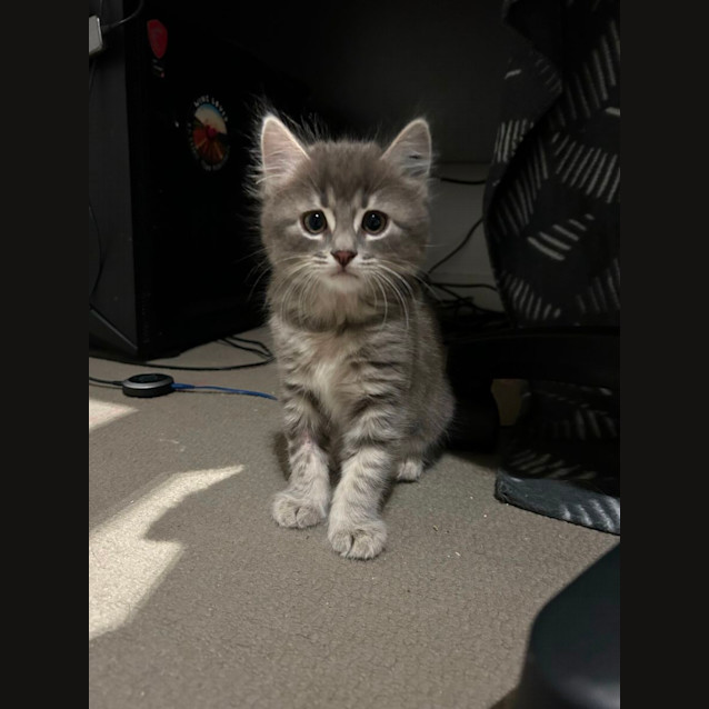 Photo of Gingerbread