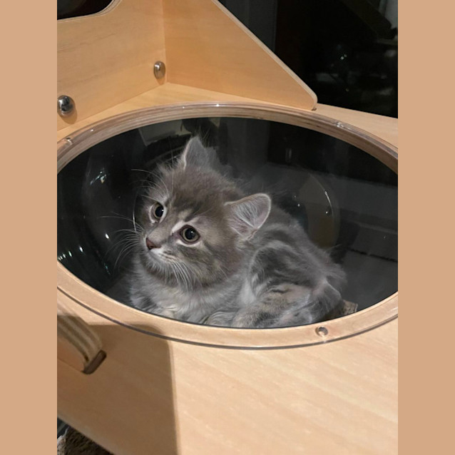 Photo of Gingerbread