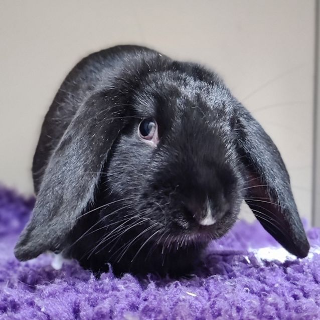 Photo of Rocky