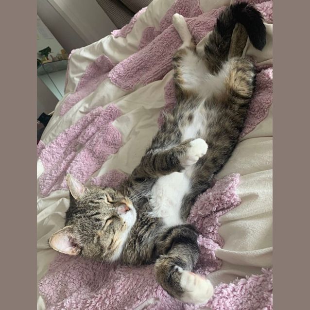 Photo of Enzo *9 Lives Project Rescue*