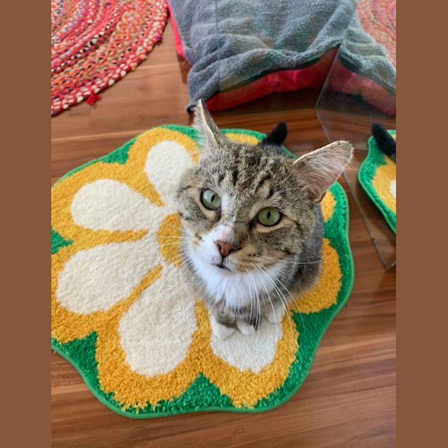 Photo of Enzo *9 Lives Project Rescue*