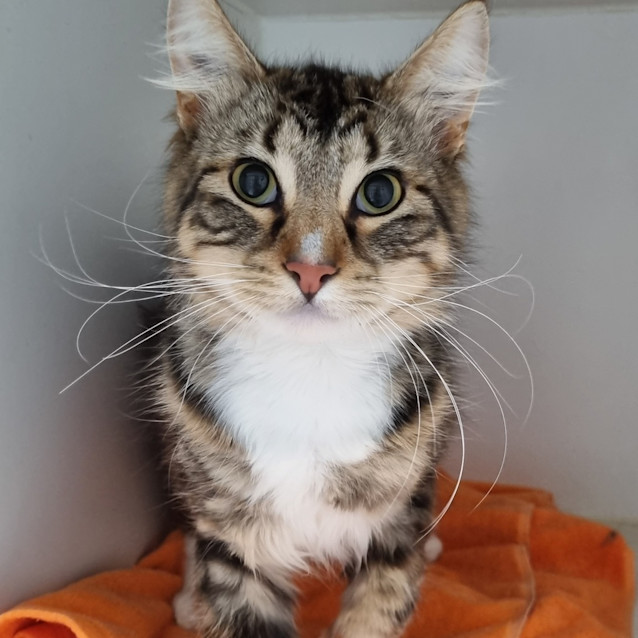 Photo of Loki