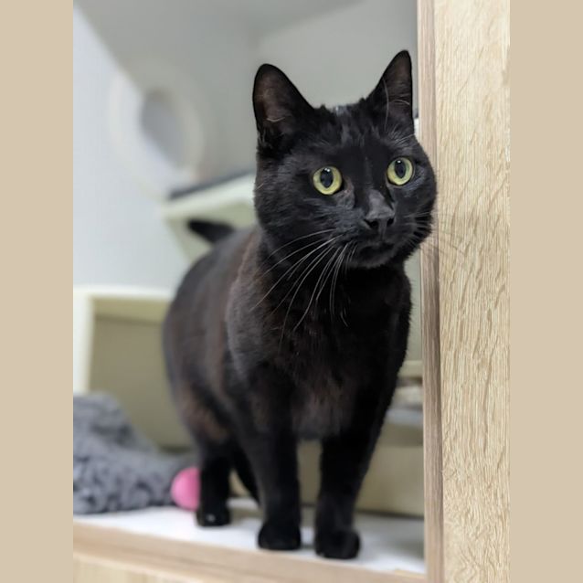 Photo of 🩰 Bonnie F02703 🩰