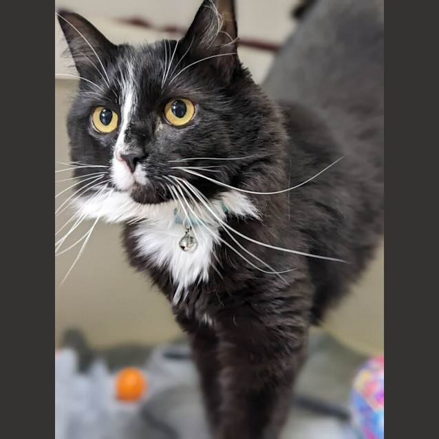 Photo of 🍷 Pepperjack F02707 🍷