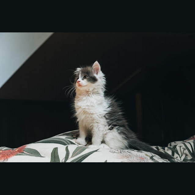 Photo of Spike