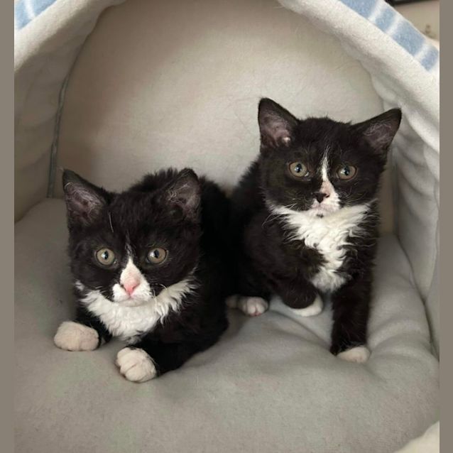 Photo of Misty & Monty 