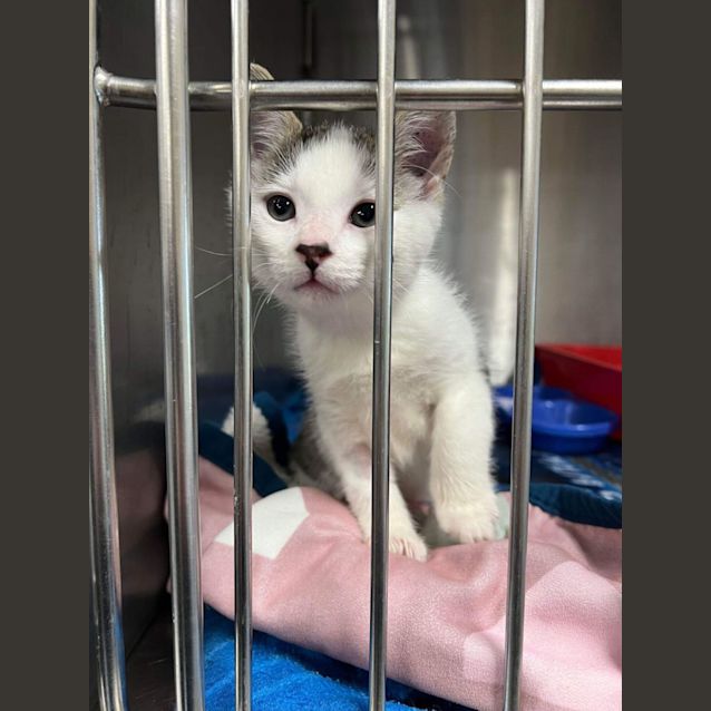 Photo of Turtle   Located In Kew