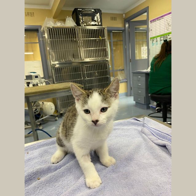 Photo of Turtle   Located In Kew