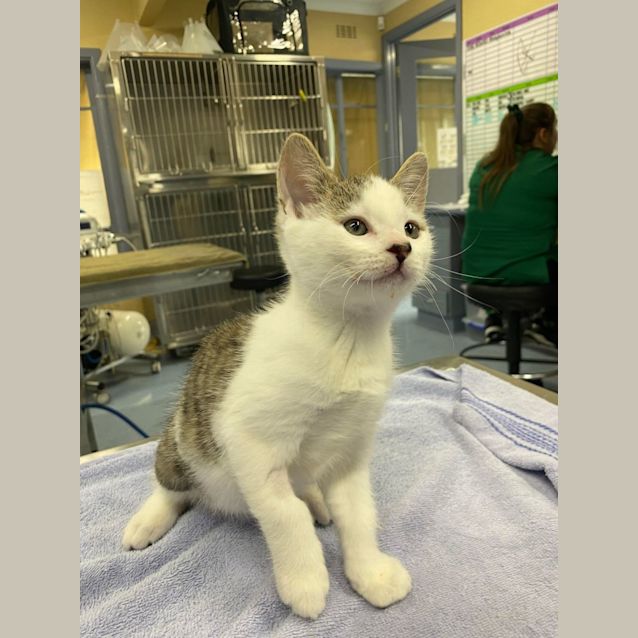 Photo of Turtle   Located In Kew