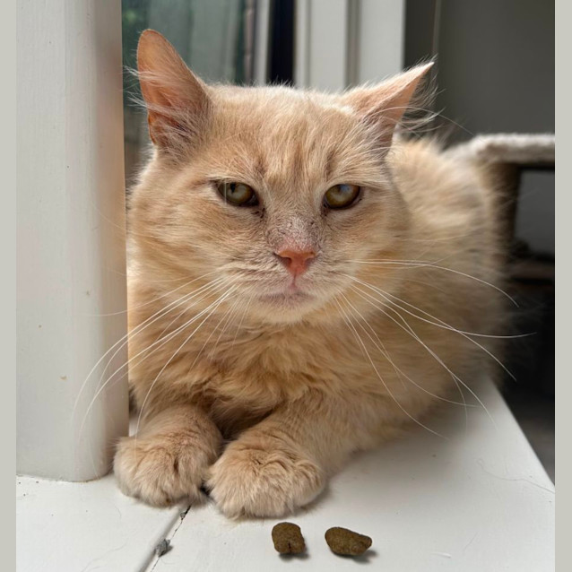 Photo of Mango ❤️