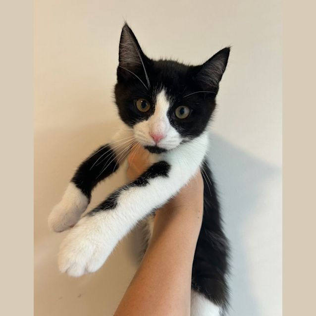 Photo of ❤️ Ringo ❤️