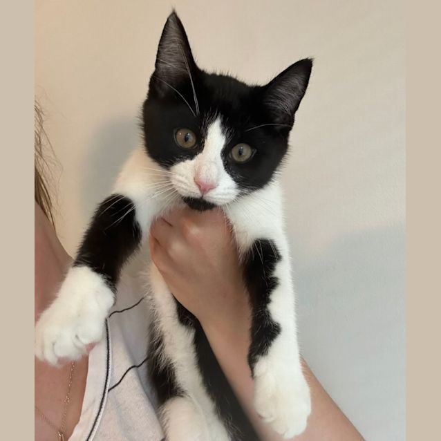 Photo of ❤️ Ringo ❤️