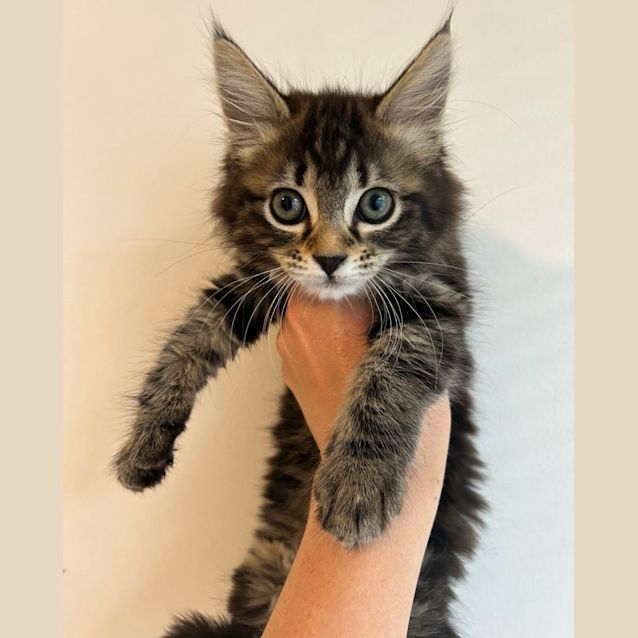 Photo of 🎄Rudolf 🎄