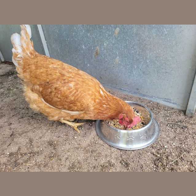 Photo of Henelope