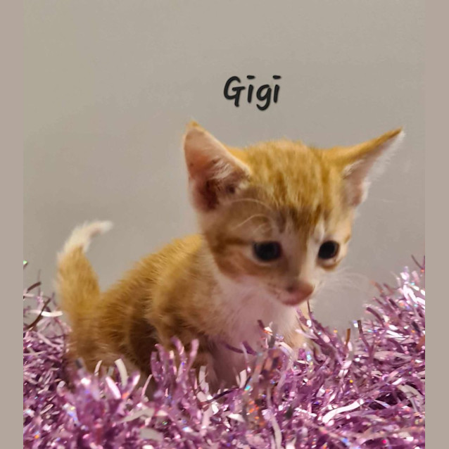 Photo of Gigi