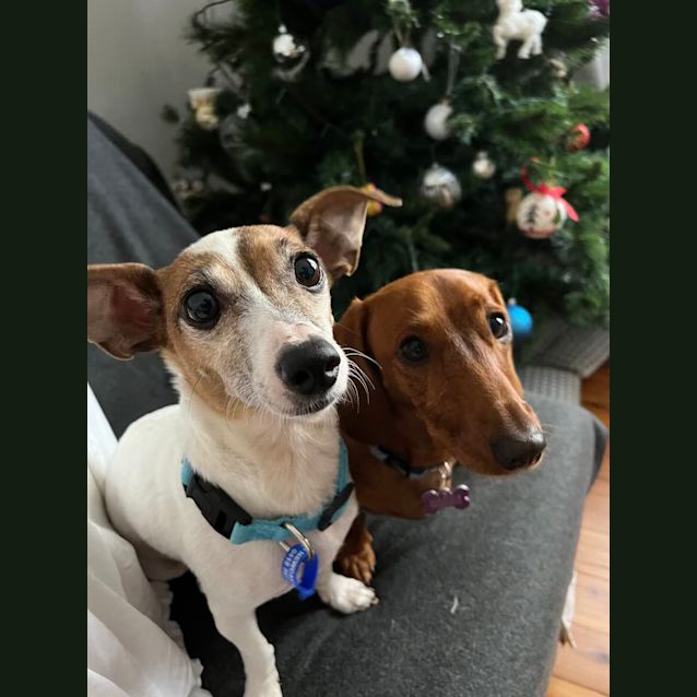 Photo of Sophie   6 Year Old Miniature Fox Terrier (Hold)