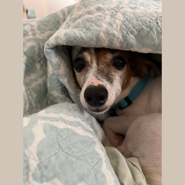 Photo of Sophie   6 Year Old Miniature Fox Terrier (Hold)