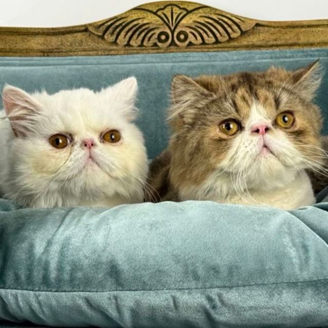 Photo of Sampson And Merlin   Dual Adoption
