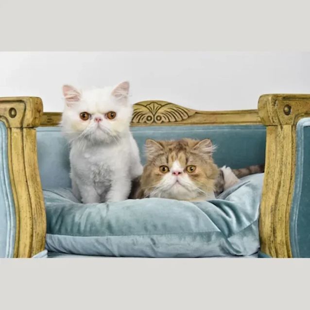 Photo of Sampson And Merlin   Dual Adoption