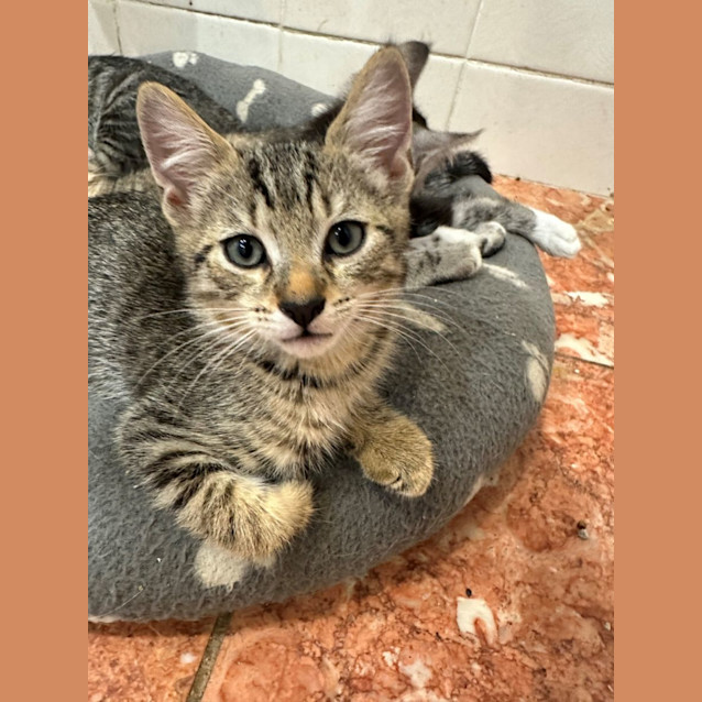 Photo of Tinky Winky