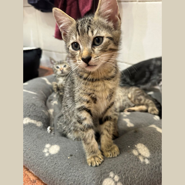 Photo of Tinky Winky