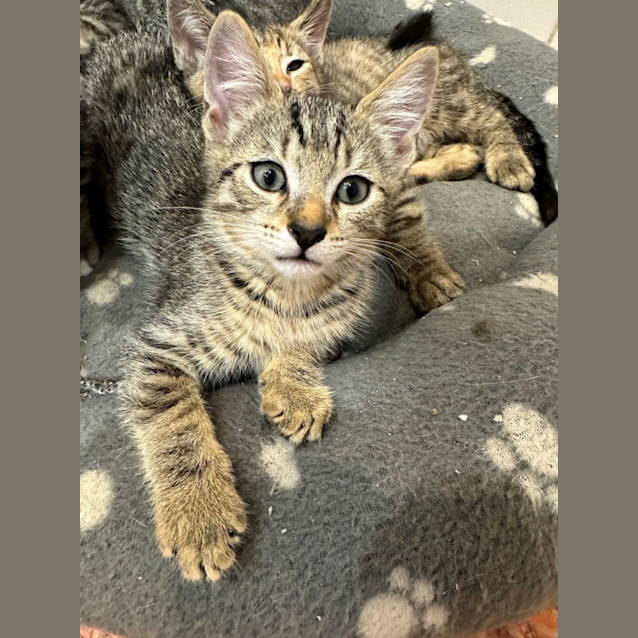 Photo of Tinky Winky