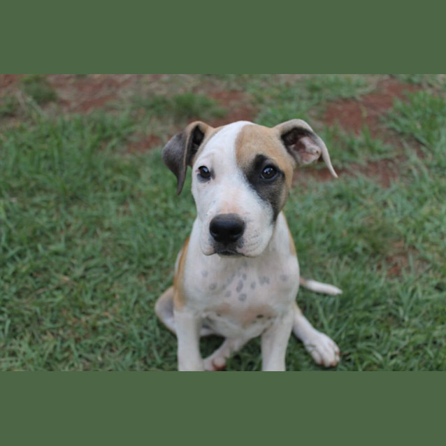 Photo of Dot