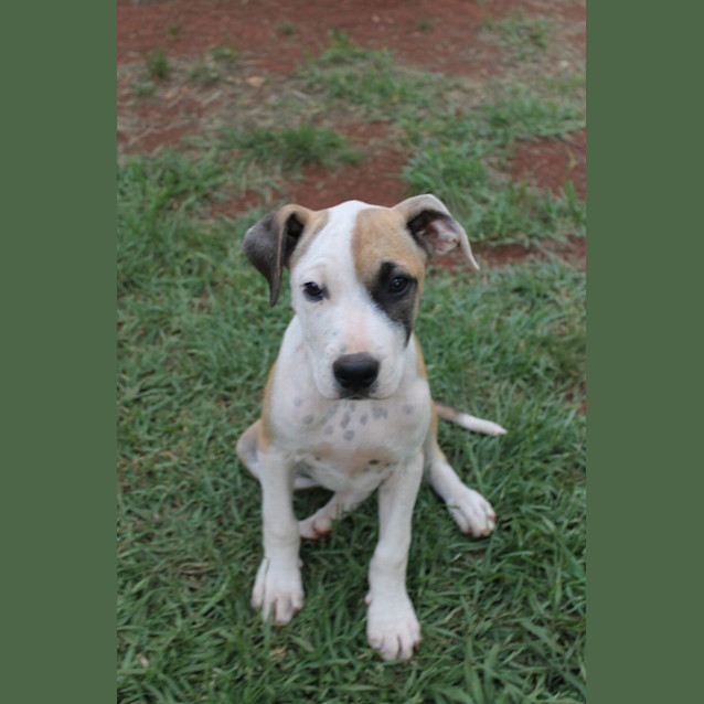 Photo of Dot