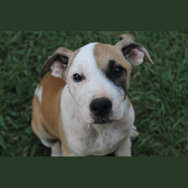 Photo of Dot