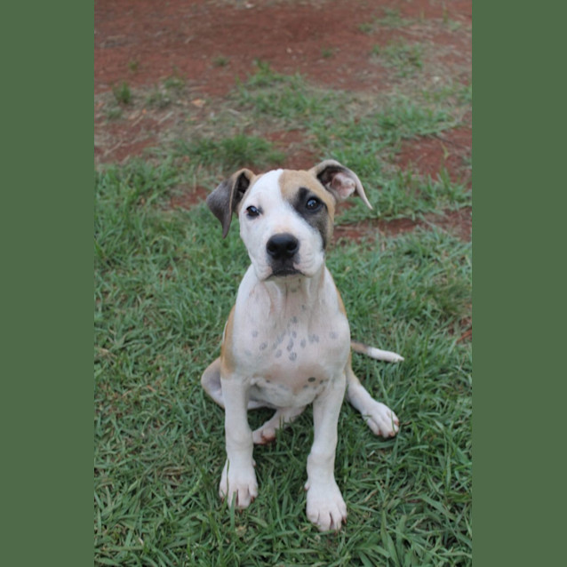 Photo of Dot