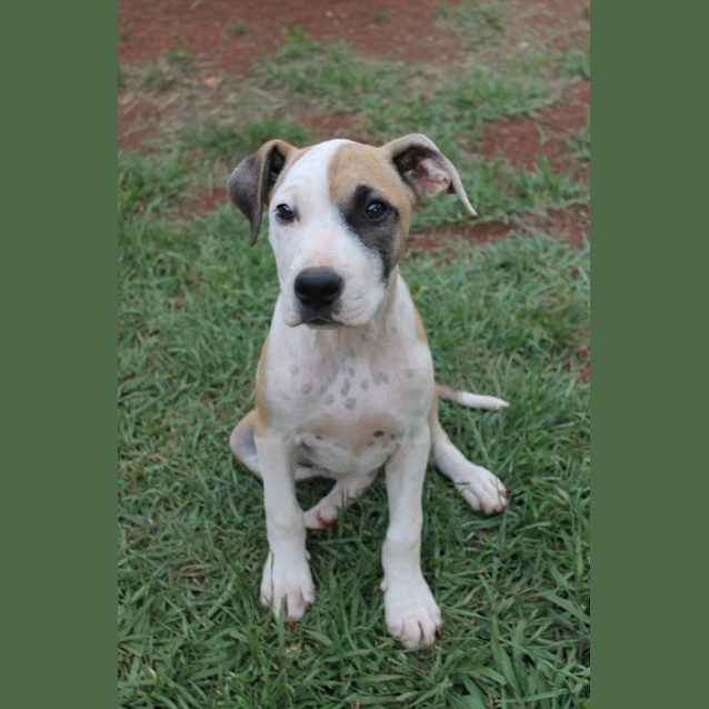 Photo of Dot