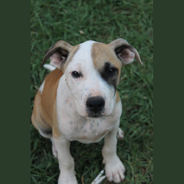 Photo of Dot