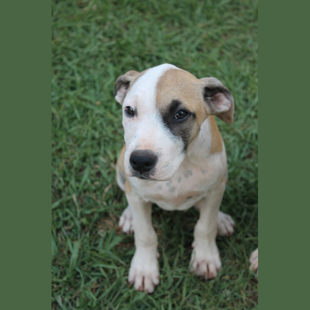 Photo of Dot
