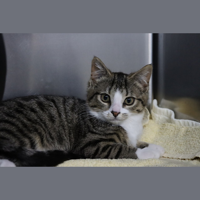 Photo of Willow