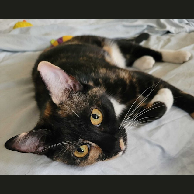 Photo of Cupcake
