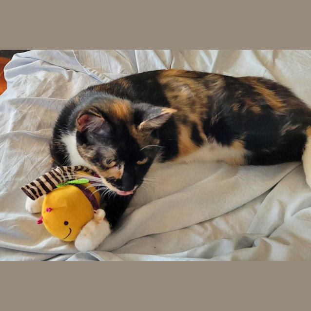 Photo of Cupcake