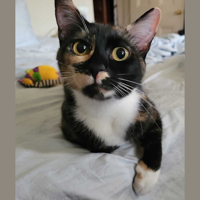 Photo of Cupcake