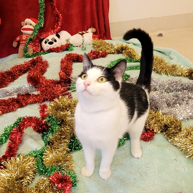 Photo of Bob Meowley