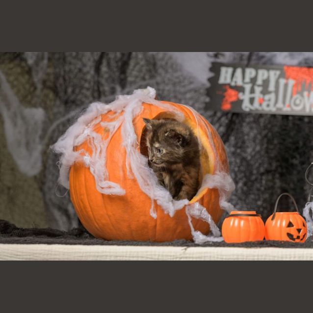 Photo of Pistachio**2nd Chance Cat Rescue**