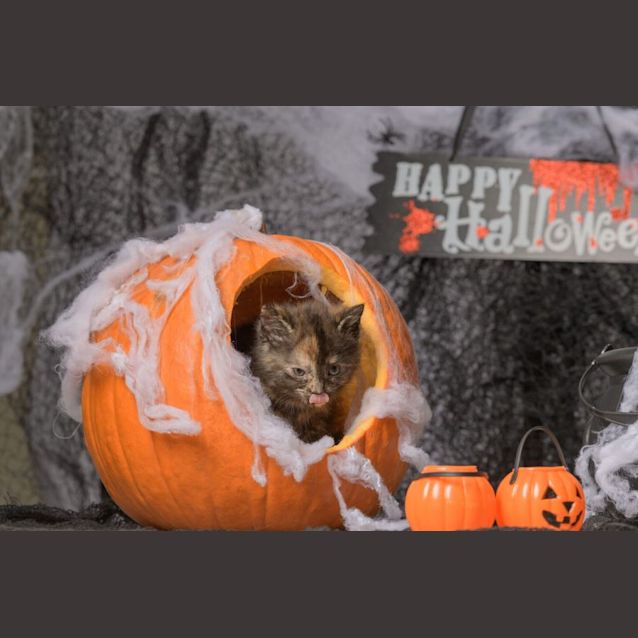 Photo of Pistachio**2nd Chance Cat Rescue**