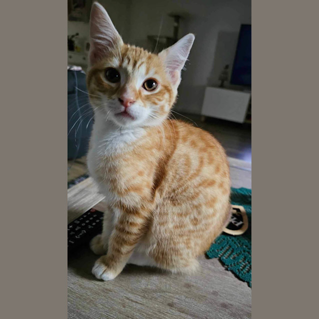 Photo of Narla Meet Me At Petstock Dandenong Store