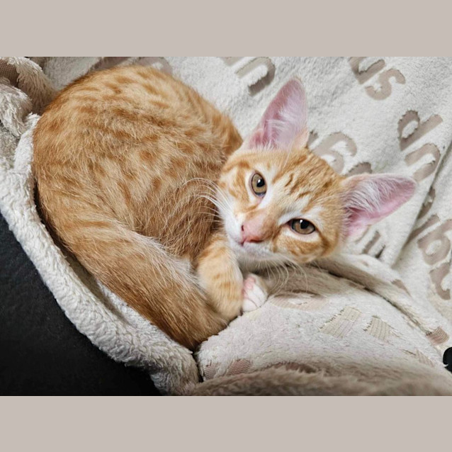 Photo of Narla Meet Me At Petstock Dandenong Store