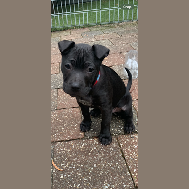 Photo of Molly 