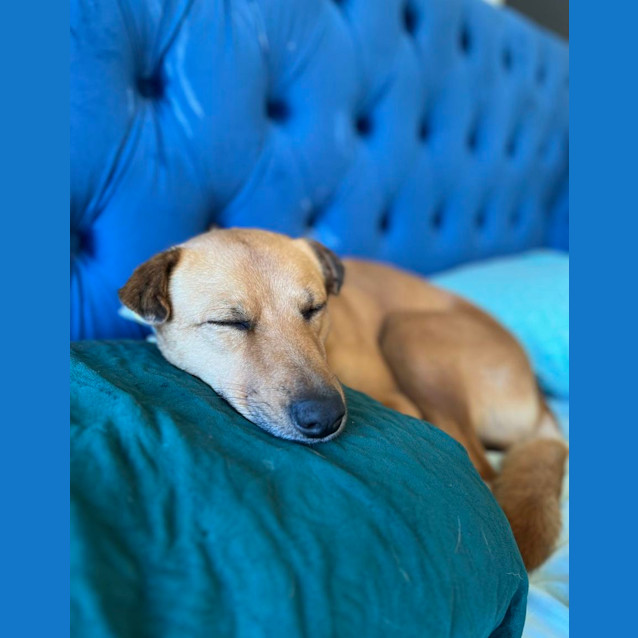 Photo of Millie 