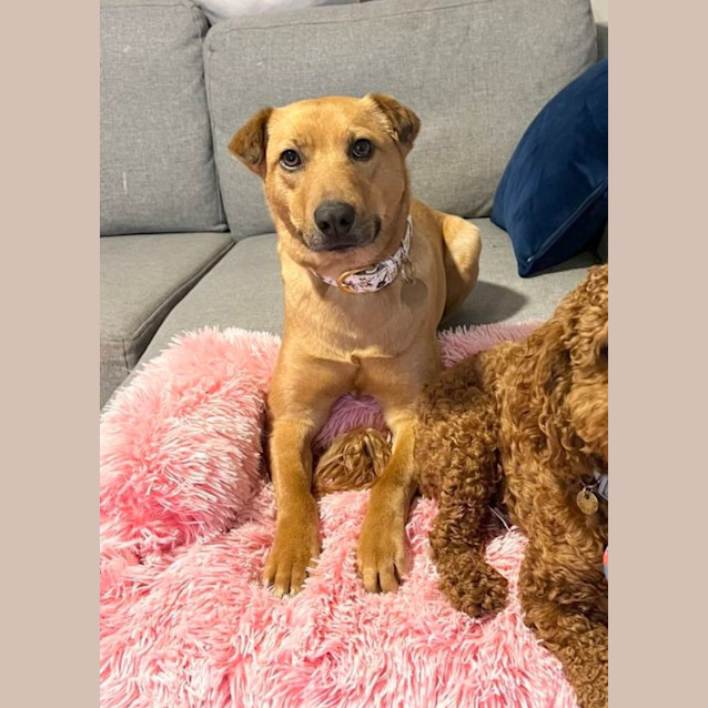 Photo of Millie 