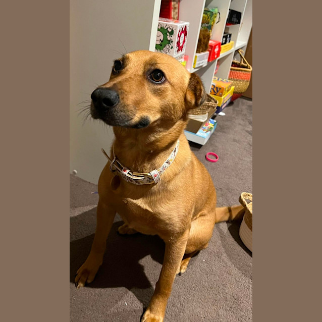 Photo of Millie 