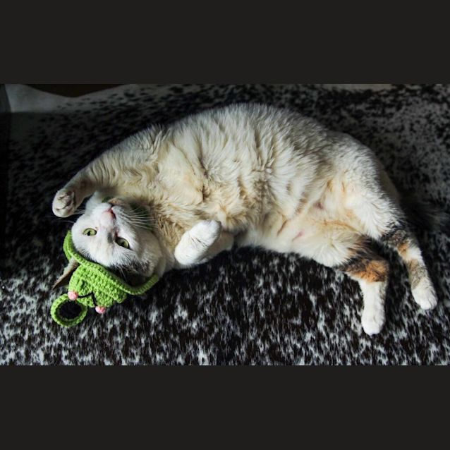 Photo of Baked Bean
