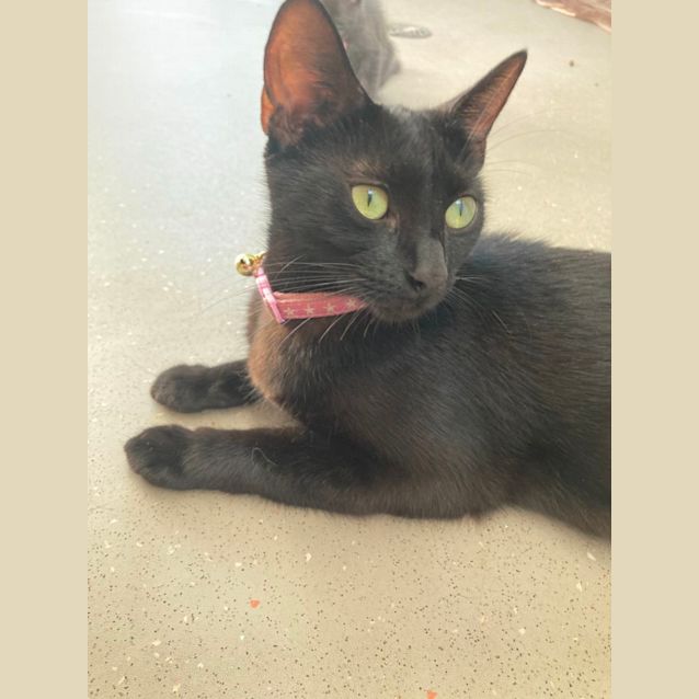 Photo of C1247 Beryl 